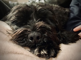 A close-up of a black dog resting peacefully, its eyes closed and its nose prominent in the foreground. The dog is lying on a soft, light-colored blanket with a relaxed expression. A hand is gently touching the dog, adding a sense of comfort and affection.