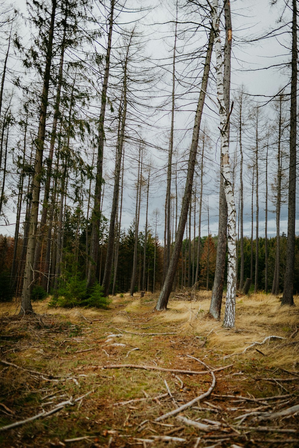 brown trees on brown grass field during daytime