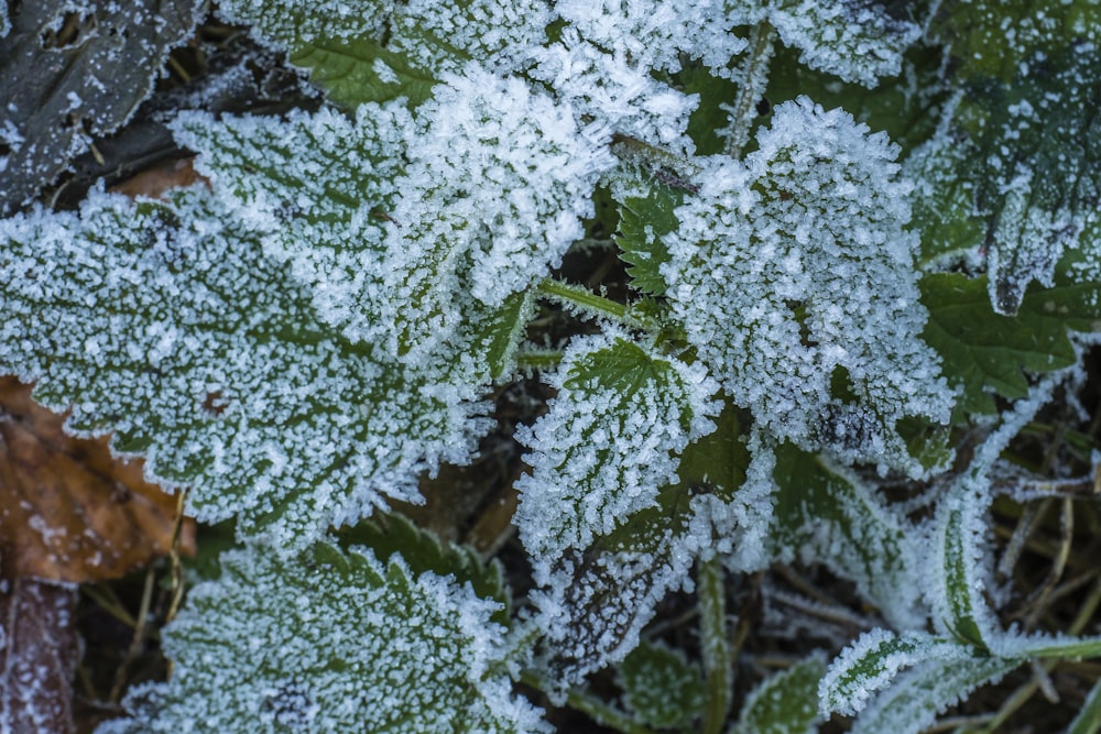 白い花を咲かせる緑の植物