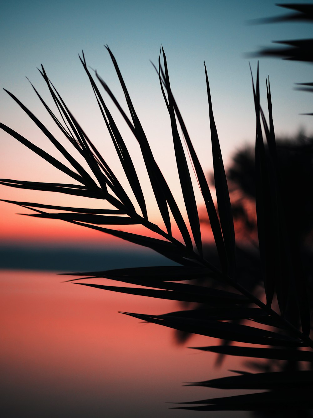 Silhouette des Grases bei Sonnenuntergang