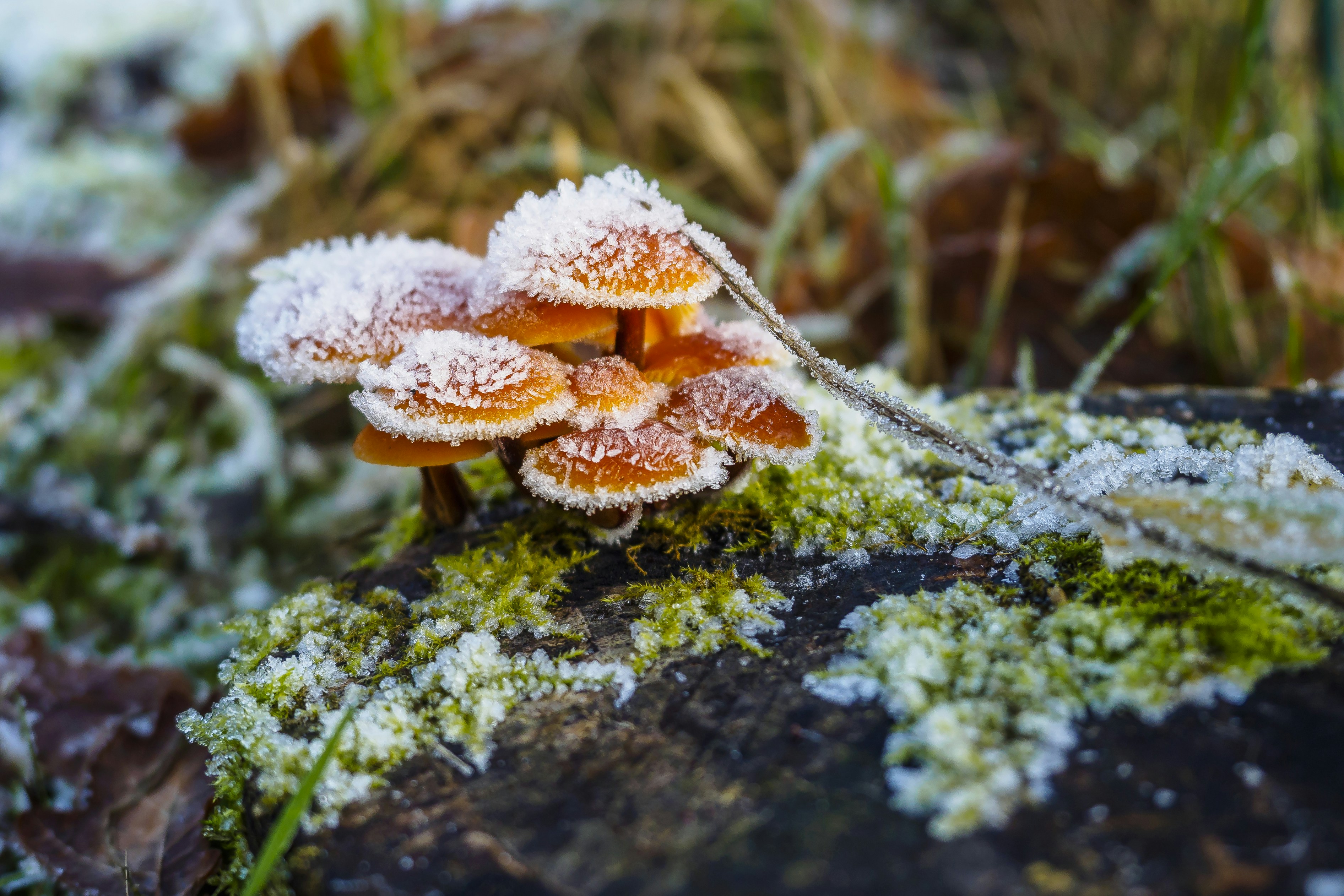 brown mushroom on green moss snowbound teams background