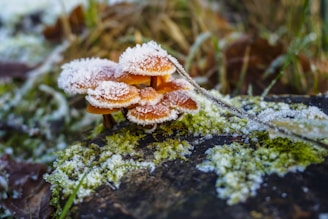Frost-covered mushrooms are growing on a mossy log, surrounded by a natural forest floor setting. The image includes a combination of brown and green tones with visible ice crystals on the mushrooms.