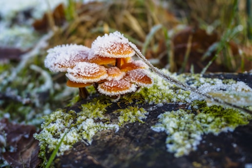 Frost-covered mushrooms are growing on a mossy log, surrounded by a natural forest floor setting. The image includes a combination of brown and green tones with visible ice crystals on the mushrooms.