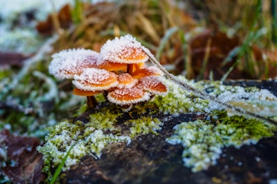 brown mushroom on green moss snowbound zoom background