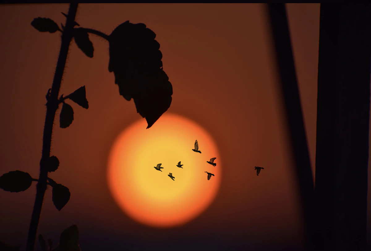 Birds flying across a glowing evening sky in Surat