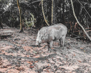 A hunter setting up equipment in a dense forest preparing for wild boar hunting.
