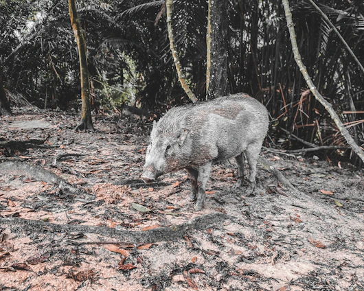 A hunter setting up equipment in a dense forest preparing for wild boar hunting.