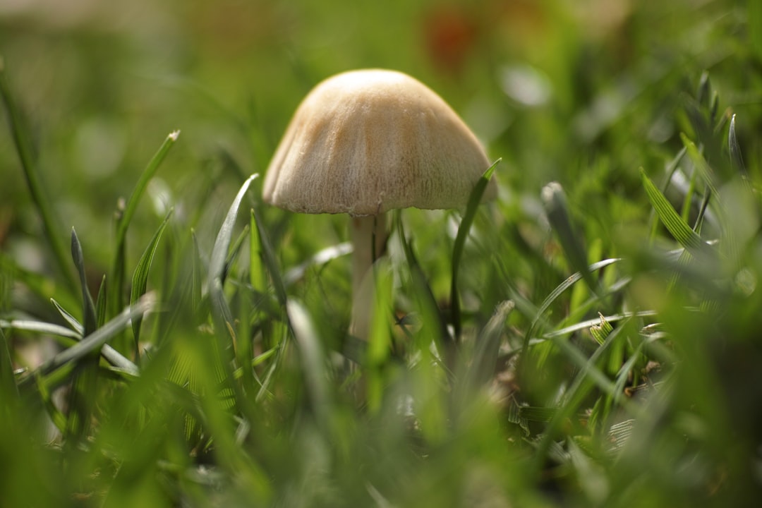 brown mushroom in green grass field during daytime