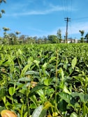 A lush green tea plantation stretches into the distance under a vibrant blue sky. The fields are filled with neatly arranged tea plants, and in the background, there are trees and a utility pole with power lines. Some buildings are partially visible beyond the fields, surrounded by more trees.