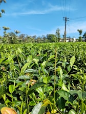 A lush green tea plantation stretches into the distance under a vibrant blue sky. The fields are filled with neatly arranged tea plants, and in the background, there are trees and a utility pole with power lines. Some buildings are partially visible beyond the fields, surrounded by more trees.