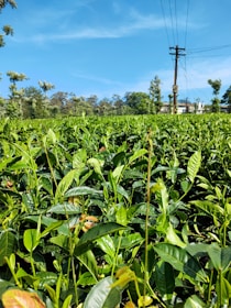 A lush green tea plantation stretches into the distance under a vibrant blue sky. The fields are filled with neatly arranged tea plants, and in the background, there are trees and a utility pole with power lines. Some buildings are partially visible beyond the fields, surrounded by more trees.