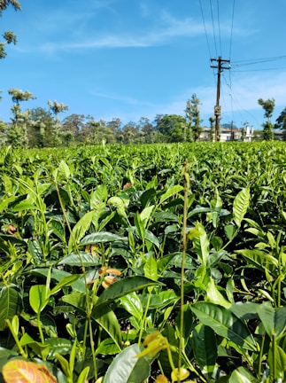 A lush green tea plantation stretches into the distance under a vibrant blue sky. The fields are filled with neatly arranged tea plants, and in the background, there are trees and a utility pole with power lines. Some buildings are partially visible beyond the fields, surrounded by more trees.