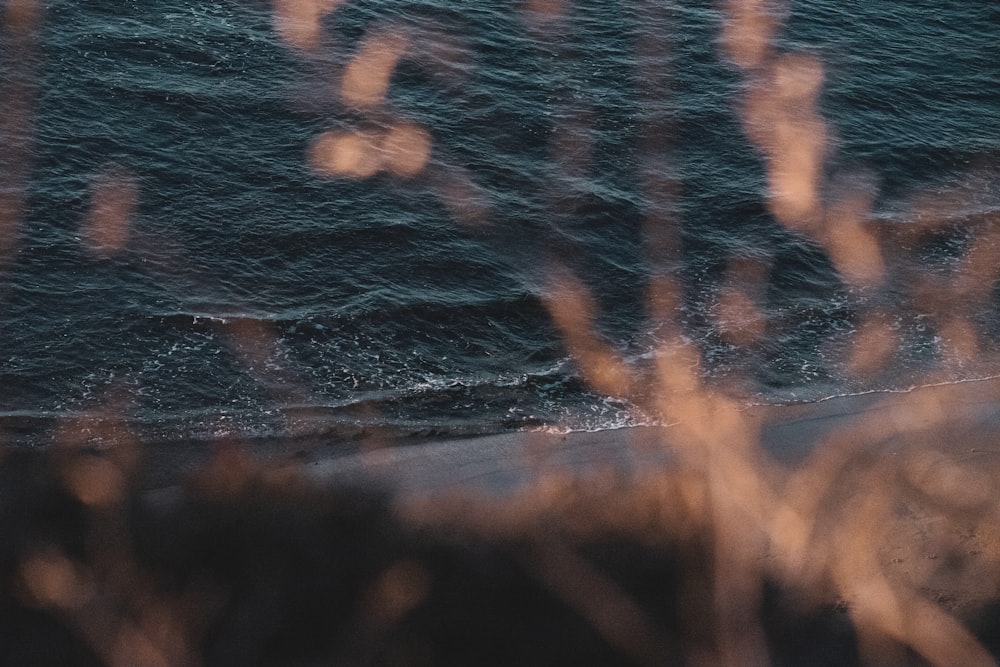 brown grass on body of water