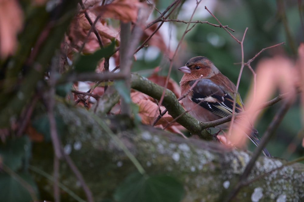 brown and black bird on tree branch during daytime