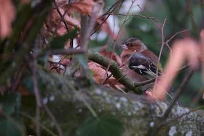 brown and black bird on tree branch during daytime