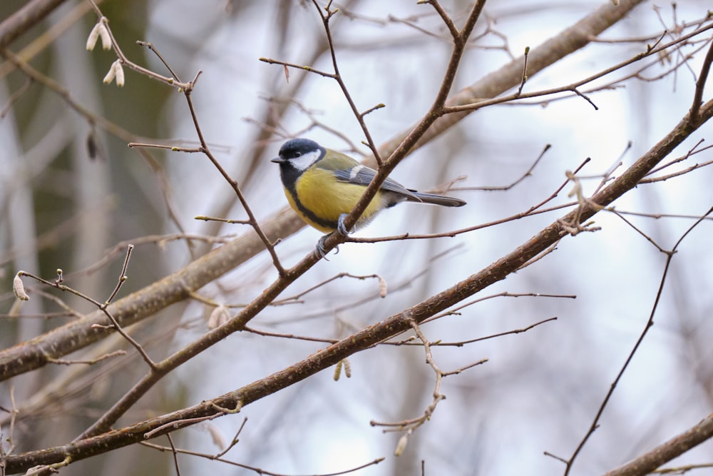 yellow and black bird on brown tree branch during daytime