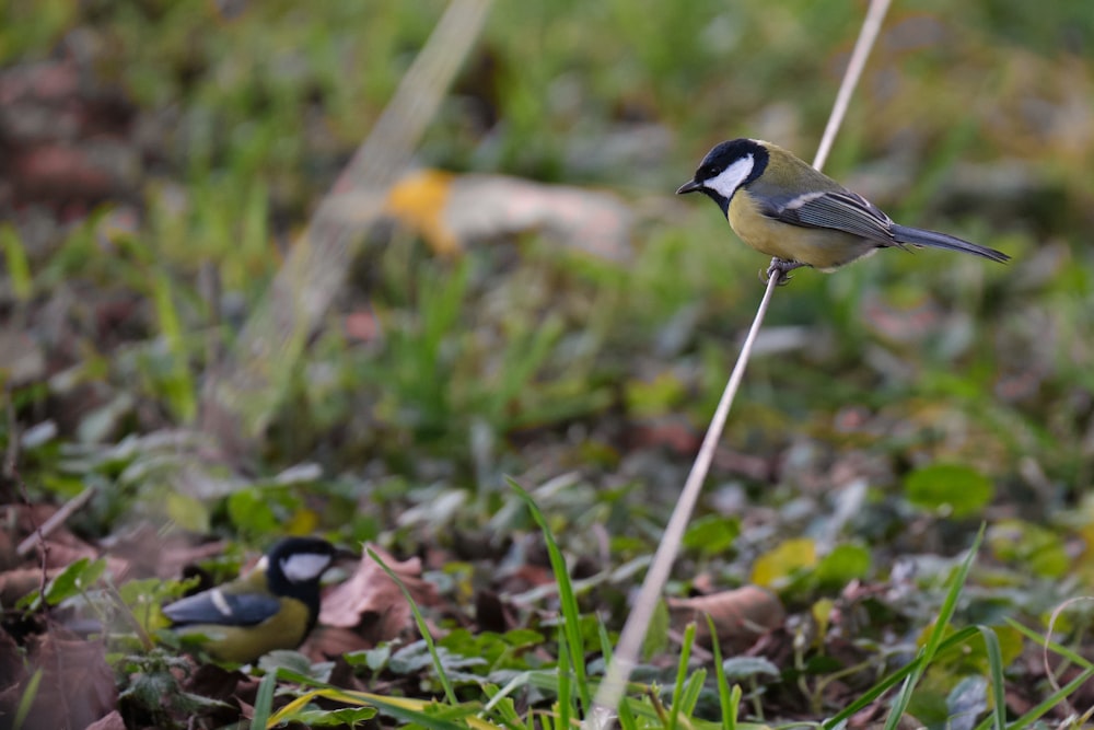 black and white bird on green grass during daytime