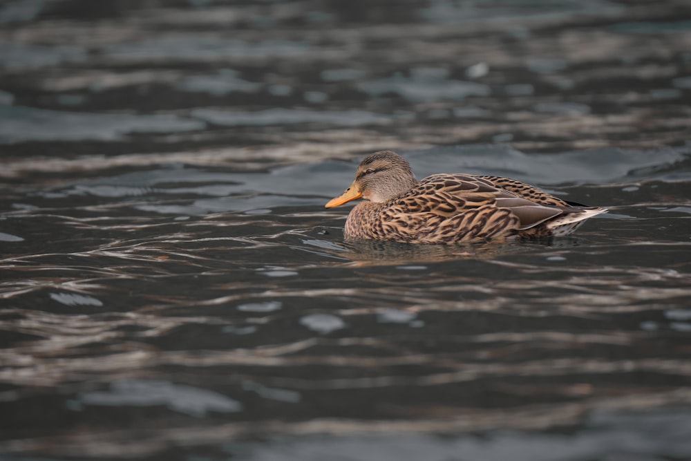 brown duck on water during daytime