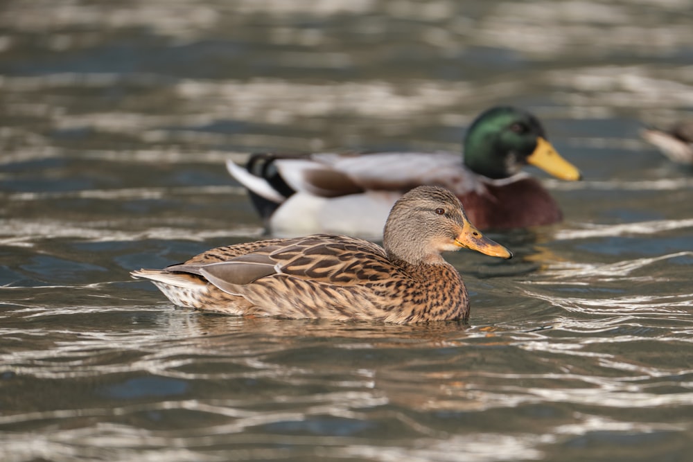 brown and green duck on water