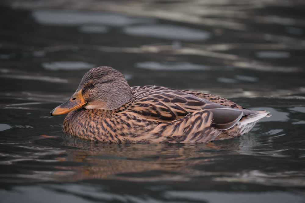 brown duck on water during daytime