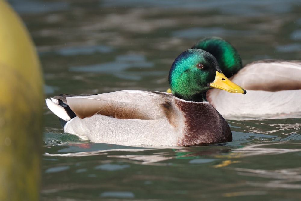 white and green mallard duck on water