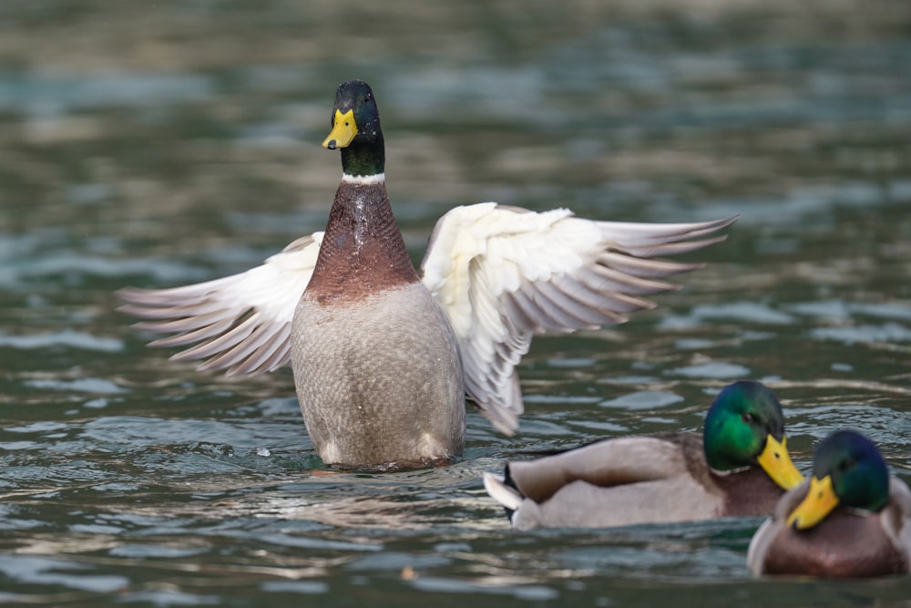 white and brown duck on water