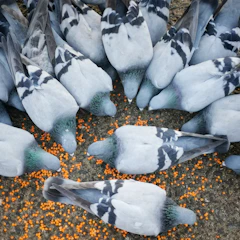 Close-up of healthy messenger pigeons feeding on nutritious grains.