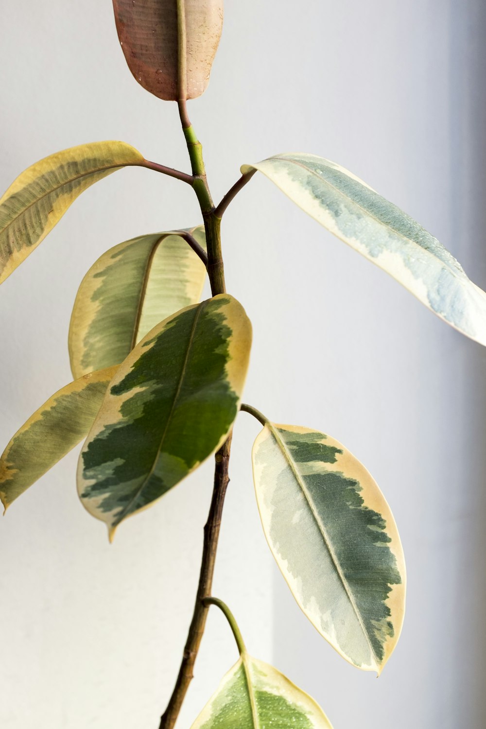 green leaves on white surface