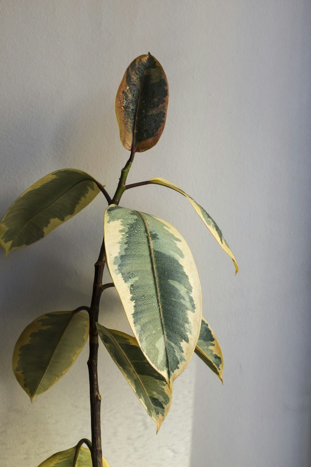 green leaves on white surface