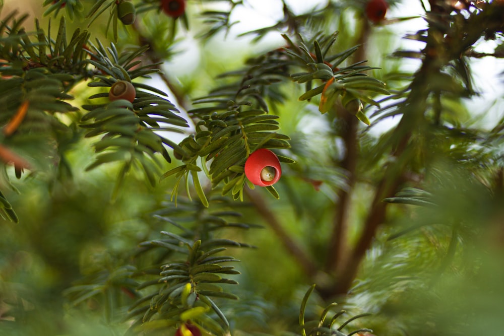 fruto redondo vermelho na planta da folha verde