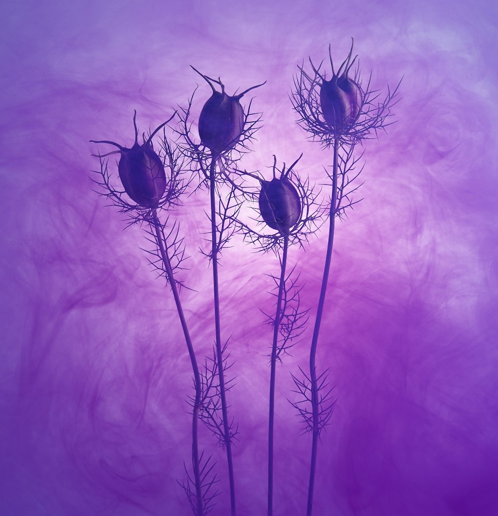 black round fruit on purple background