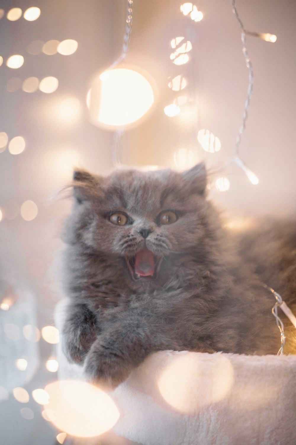 gray cat on white textile