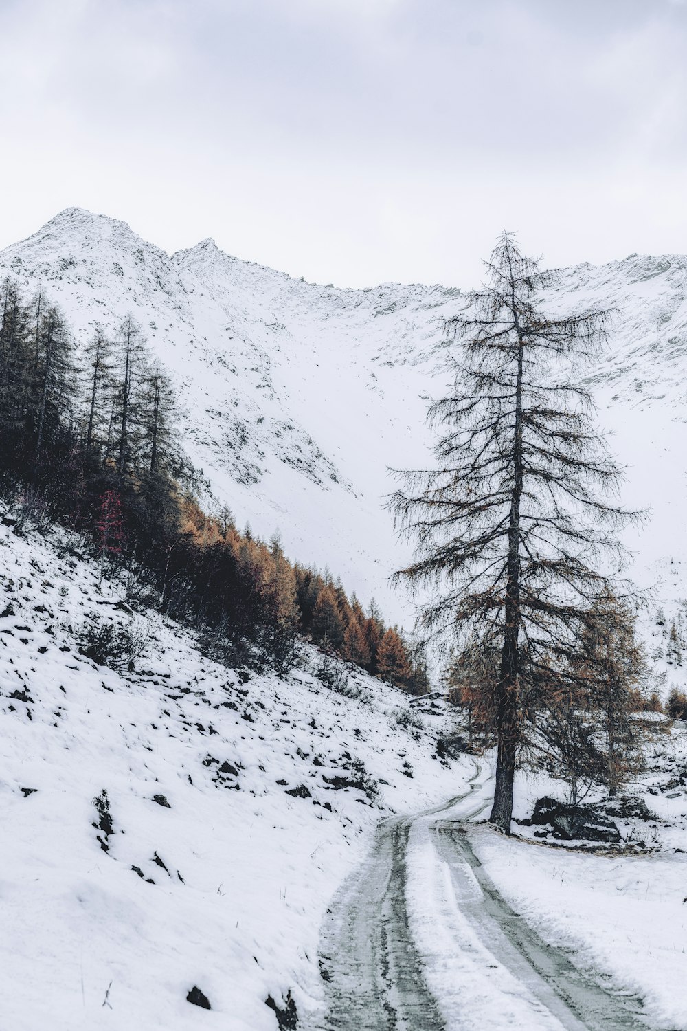 green pine trees on snow covered ground during daytime