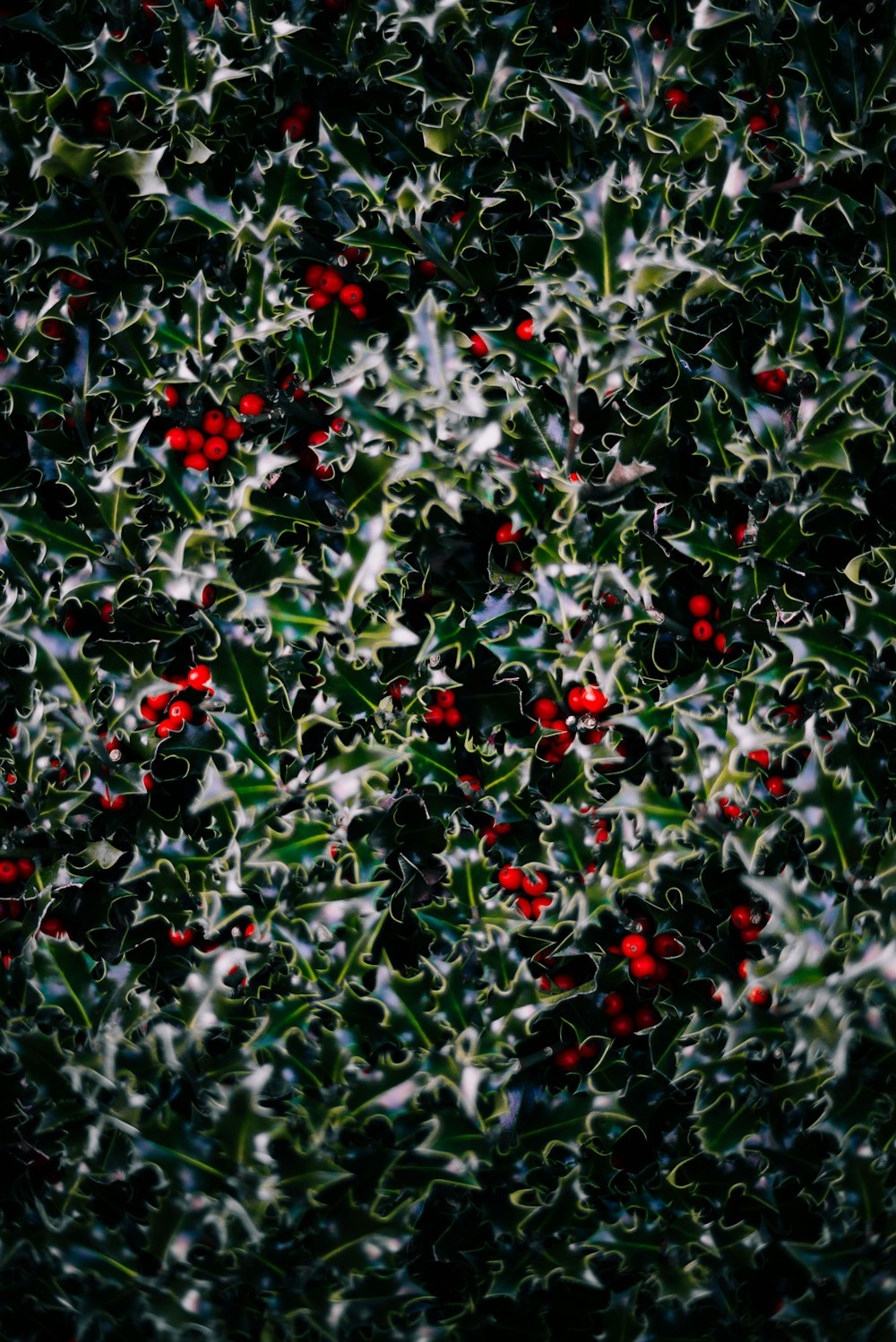 red and white flowers with green leaves