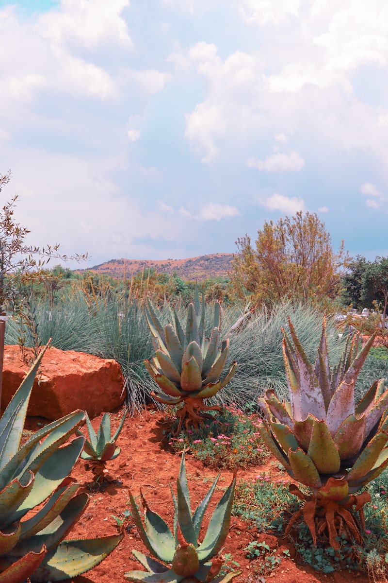 Aloe establishing on bare South African soil — vegetation monitoring
