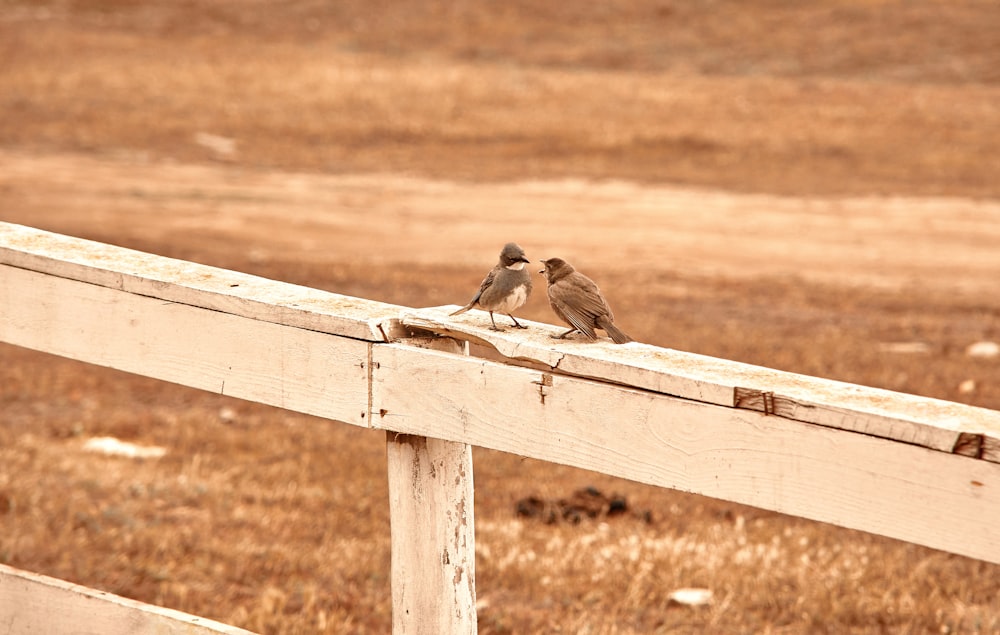 brown bird on wooden fence during daytime