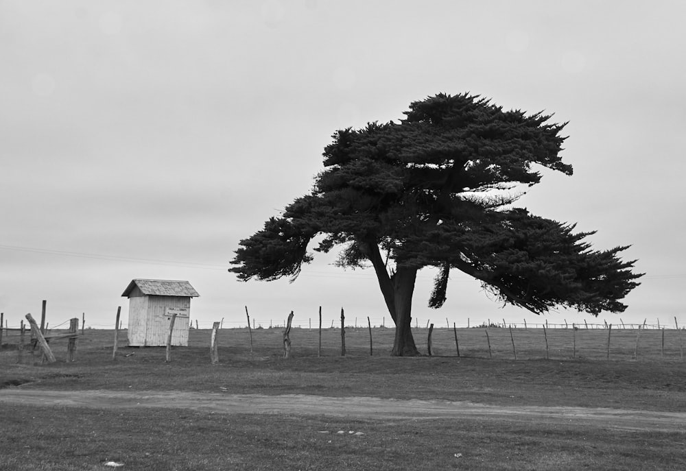 grayscale photo of tree on field