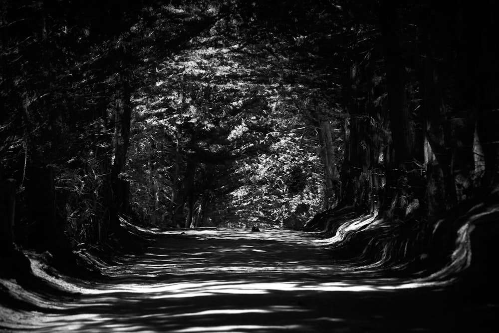grayscale photo of road in between trees