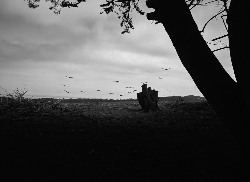 grayscale photo of tree trunk on grass field