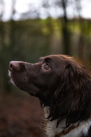 brown and black long coated dog