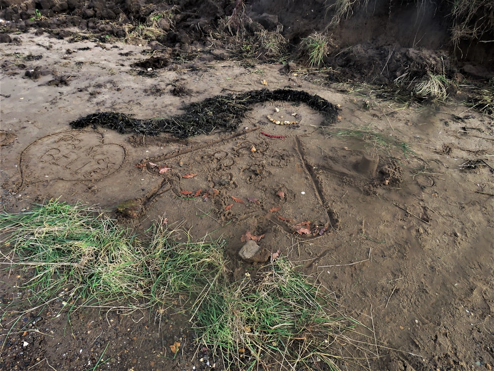 green grass on brown soil