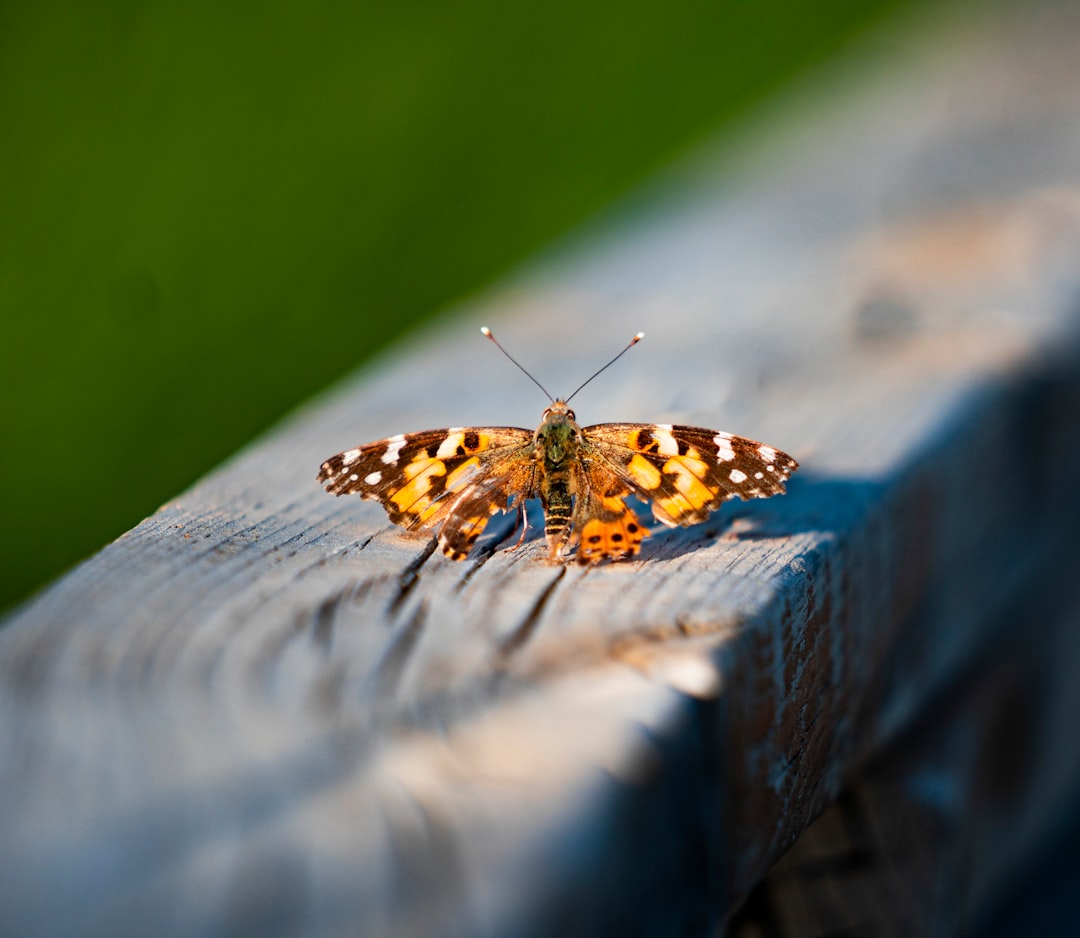 brown black and white butterfly on brown wooden plank