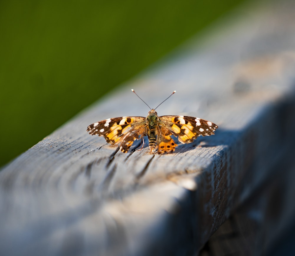 brown black and white butterfly on brown wooden plank