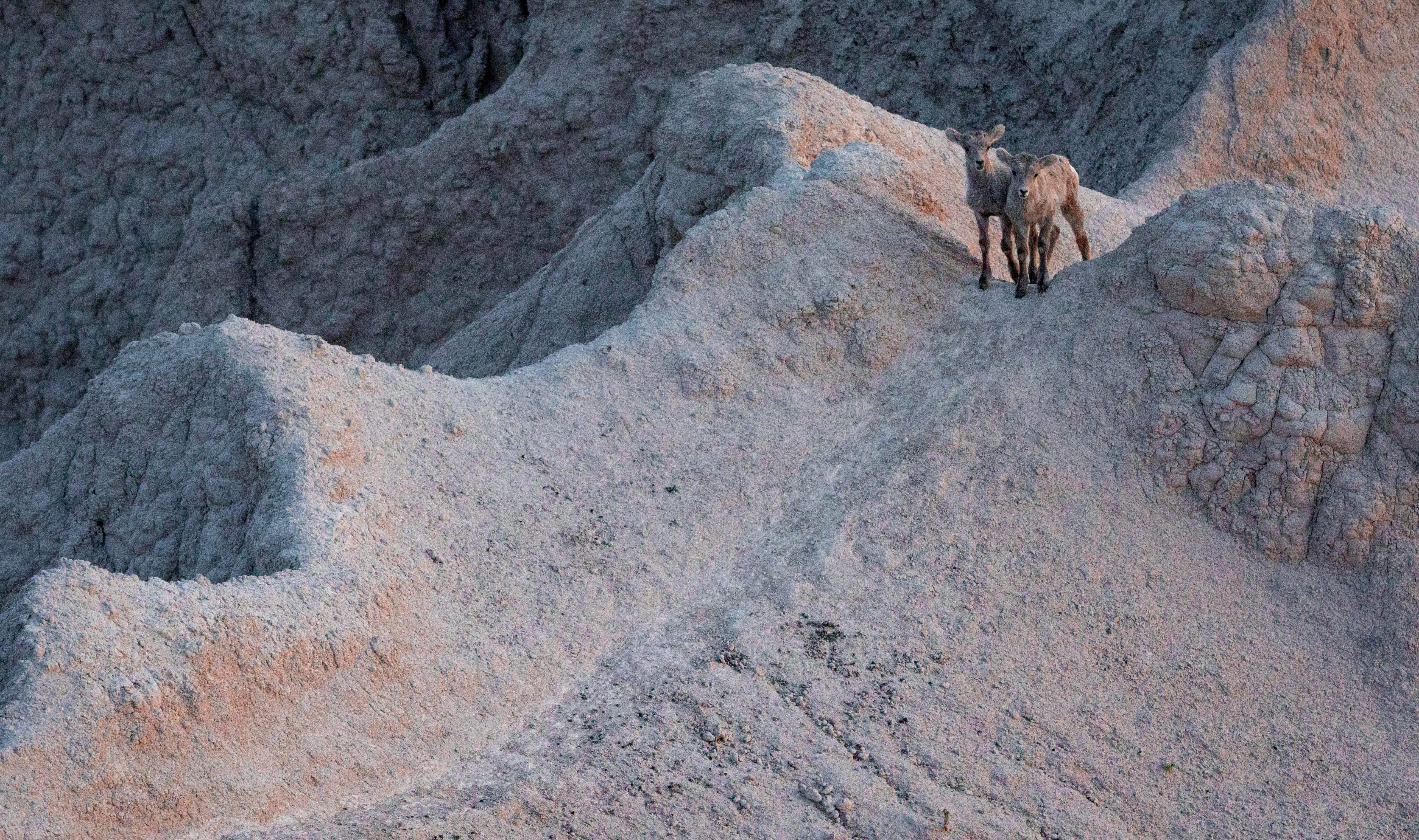 brown horse on rocky mountain during daytime