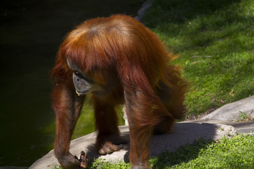 brown monkey on gray concrete pavement