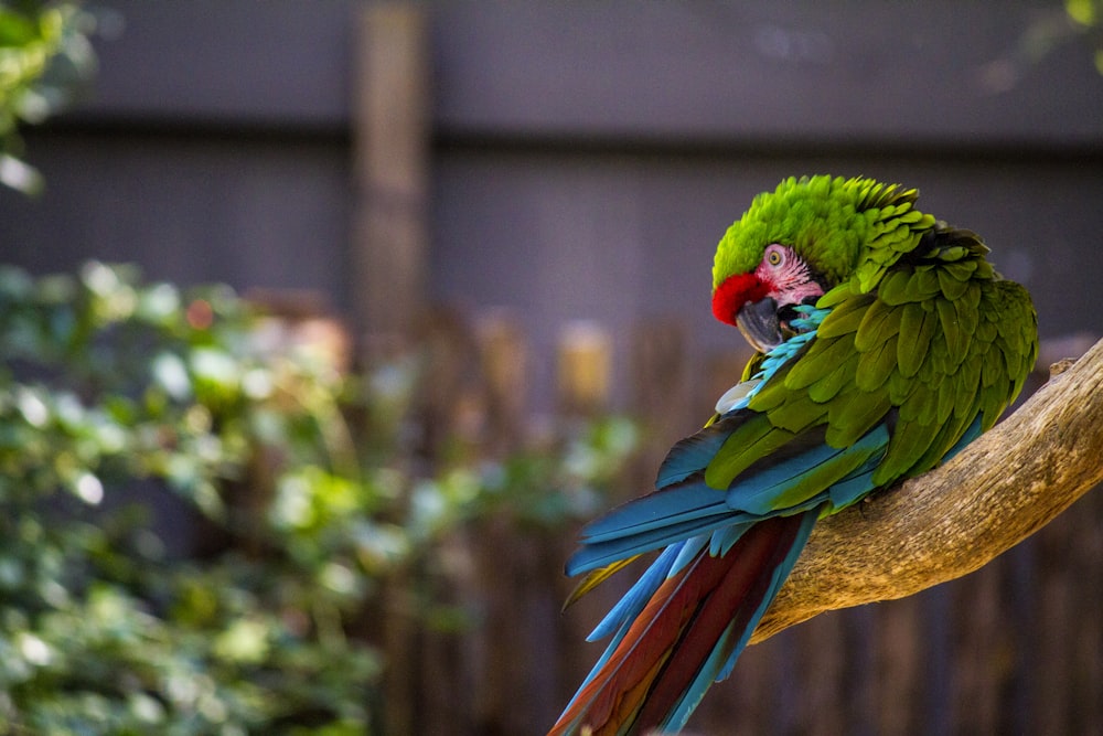 blue green and red parrot