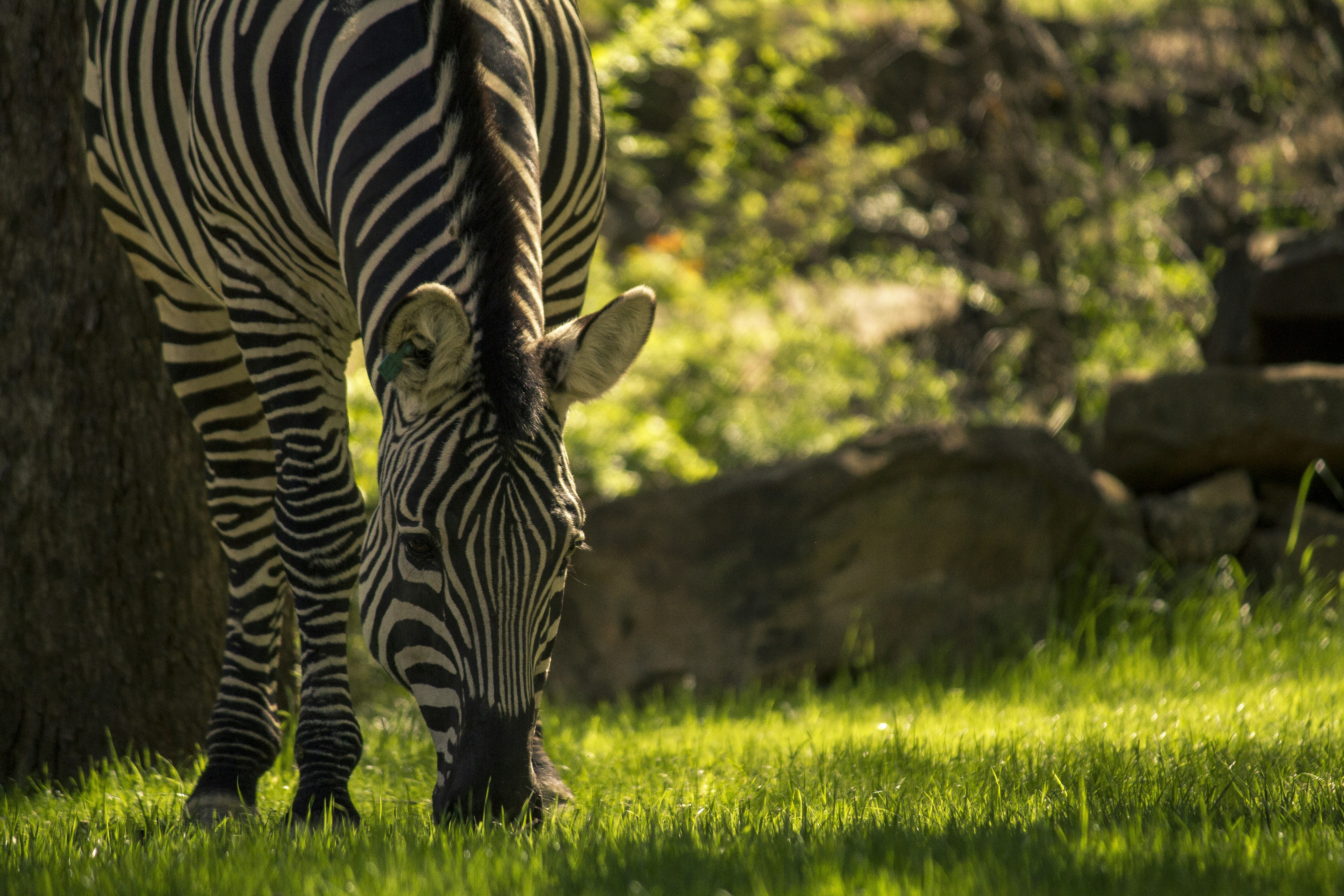 zebra eating grass during daytime