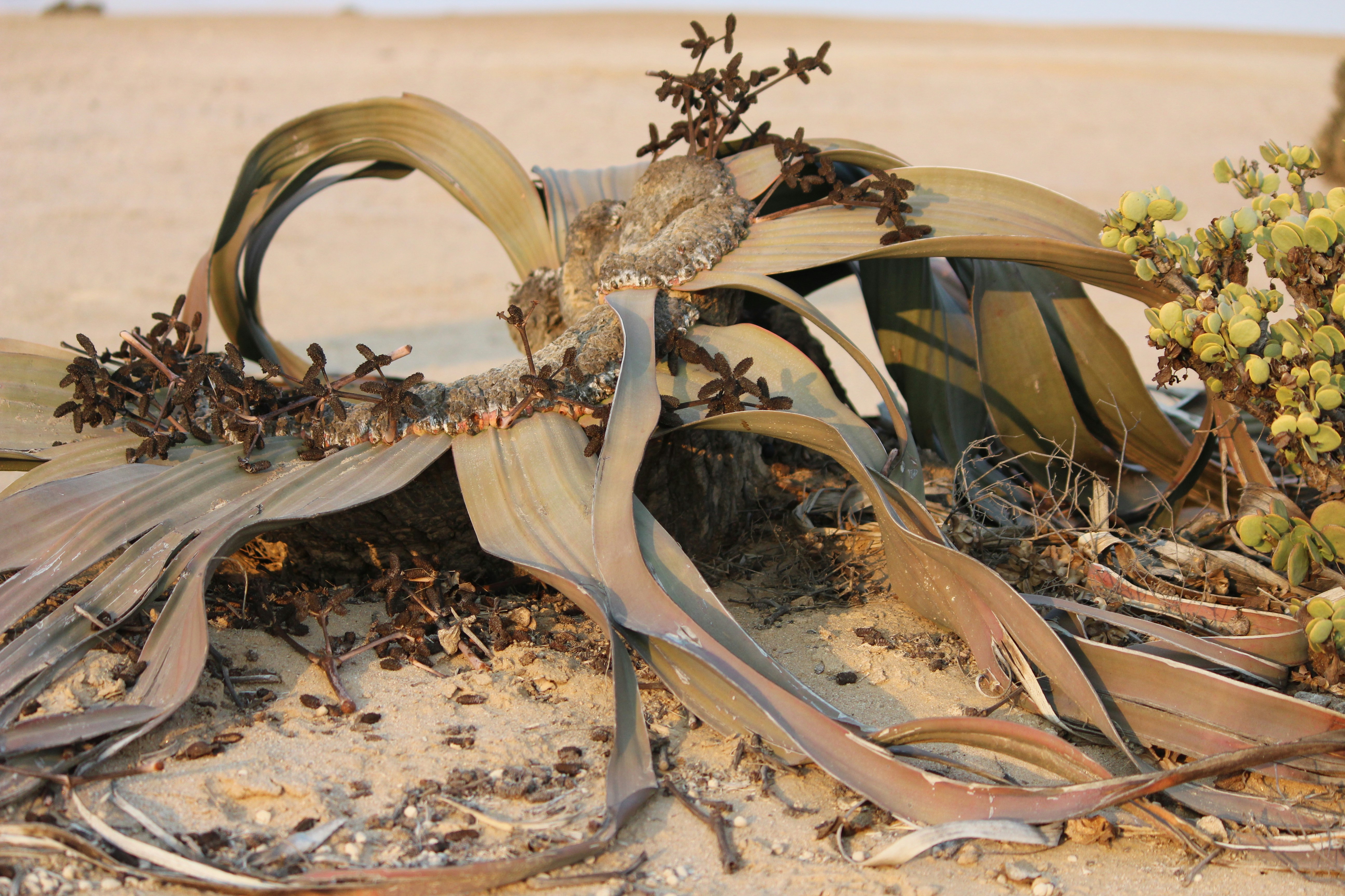 Can Plants Thrive in the Desert? Exploring the Possibilities