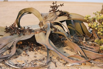 A large, unique desert plant with long, wide leaves spread out across the sandy ground. The leaves have a withered appearance and are surrounded by dry, sandy soil. Small, round clusters of green growth are visible near the base of the plant.
