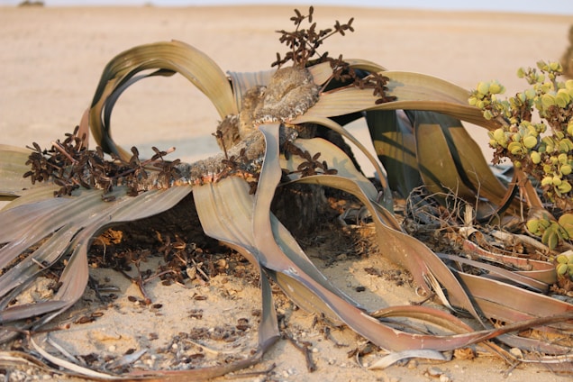 A large, unique desert plant with long, wide leaves spread out across the sandy ground. The leaves have a withered appearance and are surrounded by dry, sandy soil. Small, round clusters of green growth are visible near the base of the plant.